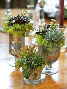 succulents